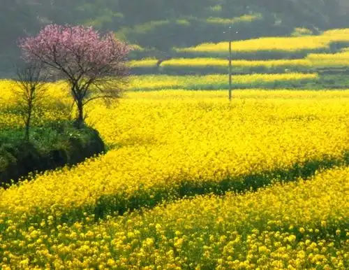 11月中旬,4属相事业节节高升,万事如意,迎接新生活,享福不断