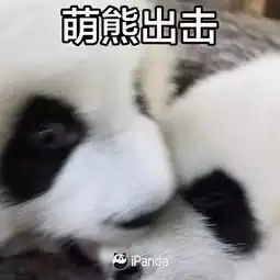 滚滚国宝那些事儿你不知道的熊猫