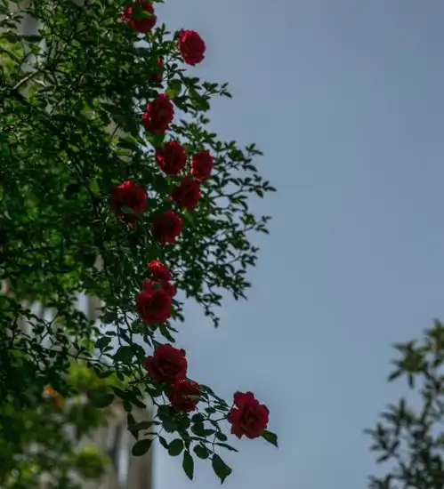 都江堰的蔷薇都已陆续绽放,就等你来欣赏这暮春之美了