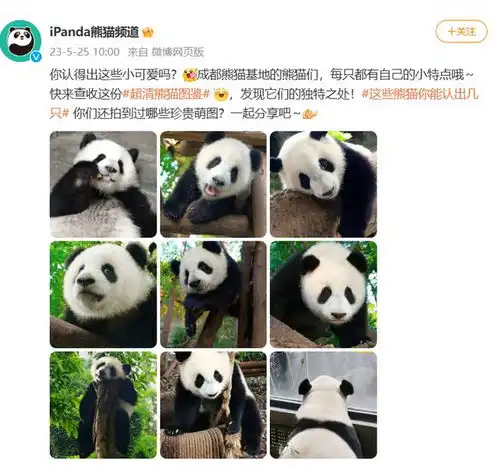 清晰记录熊猫可爱瞬间,真我11pro实拍样张分享,细节清晰可见