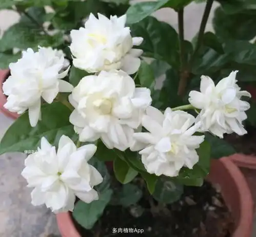 茉莉花,品种多,单瓣花最香,重瓣最好养,虎头茉莉最威武