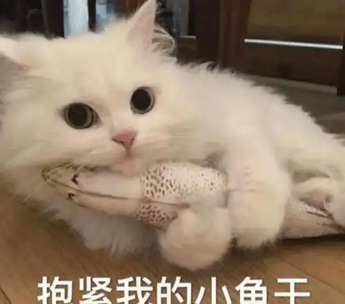 辟谣猫咪拉稀喝点酸奶就好,住手这不是小事,要对症下药