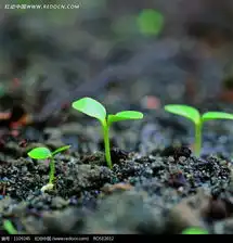 冒出图的嫩芽图片1109245花草树木