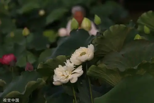 武汉沙湖公园荷花盛开罕见并蒂莲悄然绽放