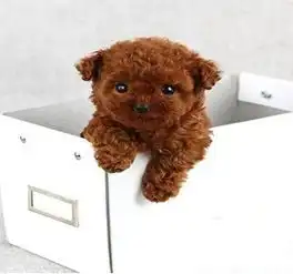 图南京出售纯种泰迪活体幼犬迷你型茶杯子犬双血统泰南京宠物狗