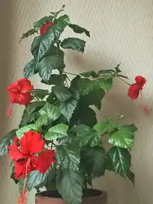 家里养盆福禄寿,开的花绚丽多彩,天天都有好运气
