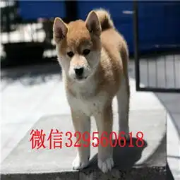 济南出售纯种柴犬柴犬图片柴犬多少钱超可爱的柴犬