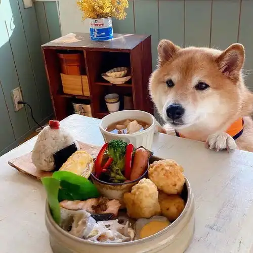 狗子作为网红陪吃狗,我已流尽了此生的口水