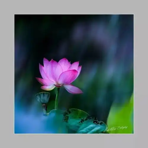 微信分享会︱poco摄影独家教学,用入门级相机拍出极具艺术感的生态摄影