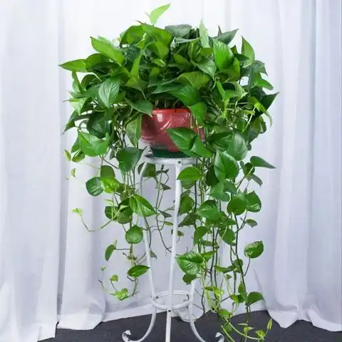 大盆长藤绿萝盆栽室内爬藤植物大叶垂藤吊兰客厅花卉水培绿植批发