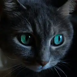 a00黑猫新闻全集a00黑猫最新资讯yy官方