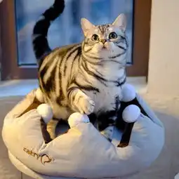 猫舍里一直没卖掉的猫会怎么处理