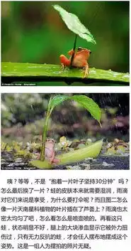这段刷屏的小熊爬雪山视频感动全球,然而背后的真相却是