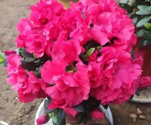 种旺运花,吉祥添富贵,有阳光就爆盆,给点水就疯长,太好养
