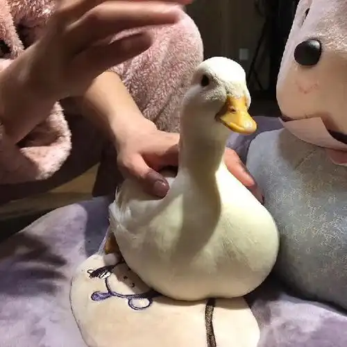 盘锦宠物柯尔鸭