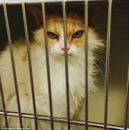 生气猫走红萌宠界的网红盘点