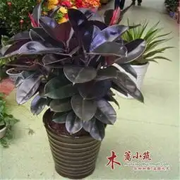 家门前放什么盆栽好买对盆栽老婆一直夸,增加绿意还能净化空气