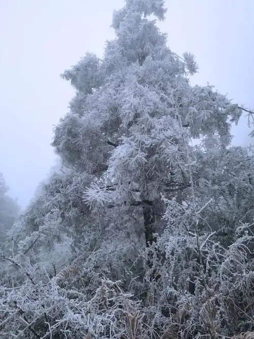 云南抚仙湖下雪了如梦如幻,李健快点去赏雪写歌