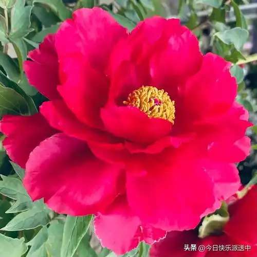 分享图片花中贵族,端庄大气,优雅迷人的牡丹花,风云t8