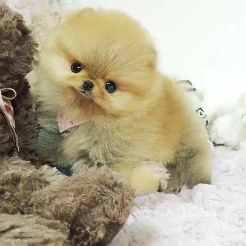 图佛山哪里有卖博美犬狗场直销多种狗狗签协议可送货上门佛山宠物狗佛山列表网