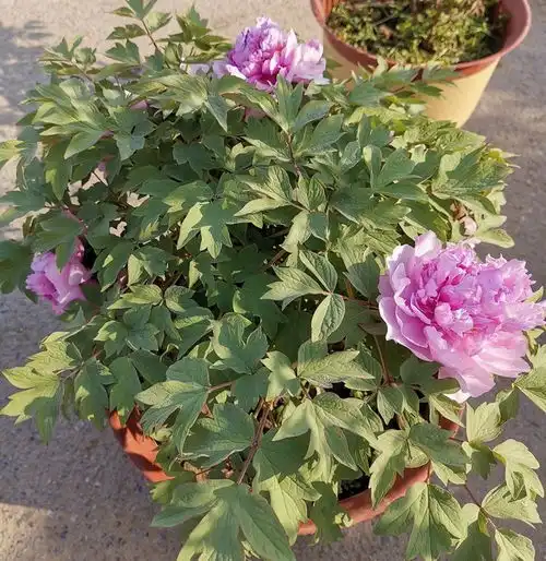 牡丹要秋天移栽,植株发根快长得旺,春天早开花