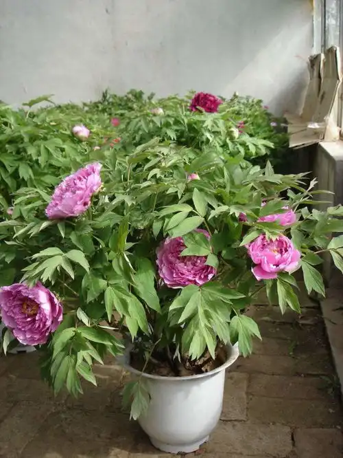 秋冬养牡丹花,为了不影响花开富贵的品质,这几点要注意