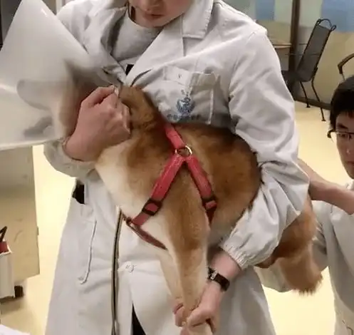 给狗子绝育后,它来医院门口骂了三个月