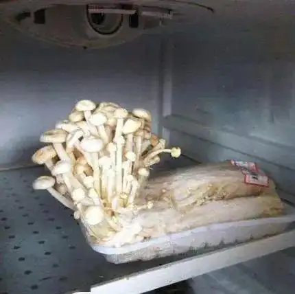 天津相声广播青蛙一个甲虫可以吃一辈子,赚到了
