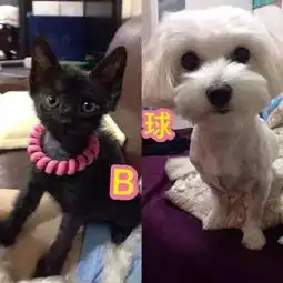 小黑猫粘到鼠板拼命挣扎哀嚎,幸好遇到好心店员将它救下...