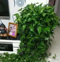 绿萝叶片长不大,花盆土壤浇点它,3个月叶片手掌大