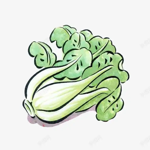 卡通手绘大白菜元素免抠png设计图片免费下载页面网页平面电商创意素材白菜素材