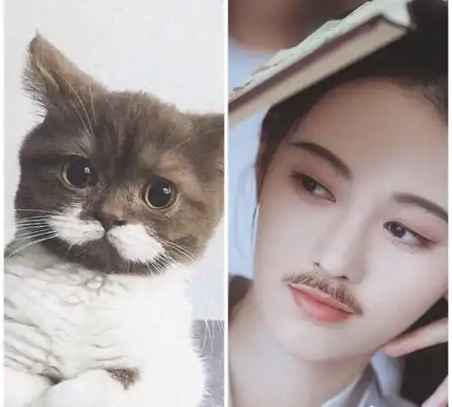 鞠婧祎和小奶喵是有多像呀,简直是奶喵本喵