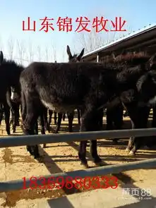 毛驴种驴报价厂家
