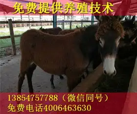 每天报道小毛驴驹的价格行情小母驴苗多少钱肉驴养殖的前景