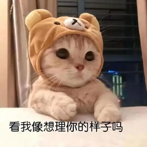 17个猫咪的冷知识,养猫多年的你,可能也不知道