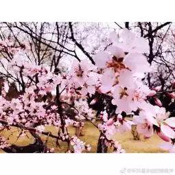 十里桃花,万里春色,4月的呼和浩特颜值爆表还没赏花的快来戳图