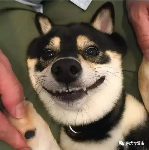 柴犬毛色分析赤柴胡麻柴黑柴