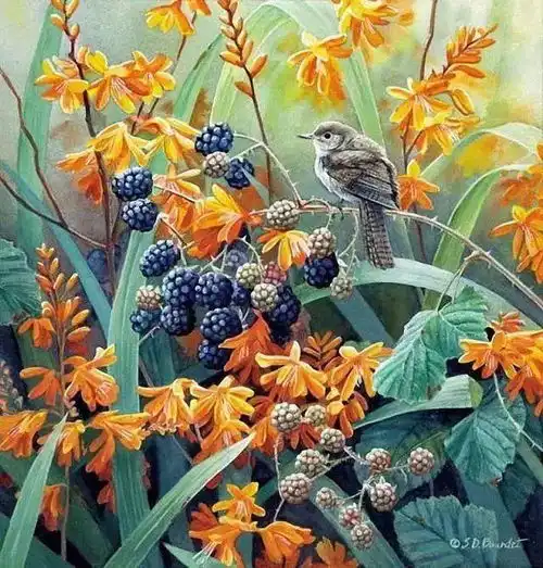 她画的四季花鸟水彩画,简直美的不像话