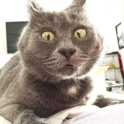 猫咪激怒铲屎官的日常,你知道吗养猫前需要做好的那些功课