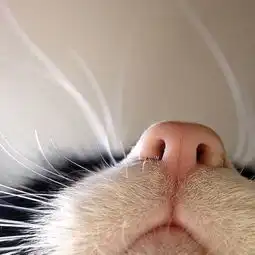祝星