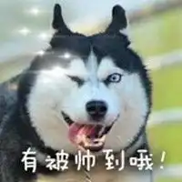 搞笑二哈图片头像微信头像图片大全