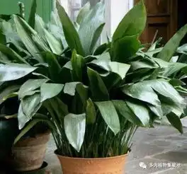 难看的3种花,却能净空气,放客厅驱赶病菌,要养