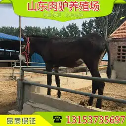 山西省驴皮收购-黄页88网