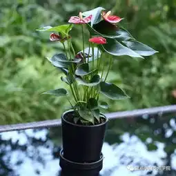 真正有眼光的人,家里不种绿萝仙人掌,只种这些,上档次旺财运