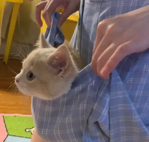 鞠婧祎的猫嘻嘻躲裙里,大家却关注到了腿,网友心碎了