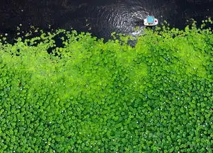航拍沈阳东湖荷花盛开游船徜徉美景如画