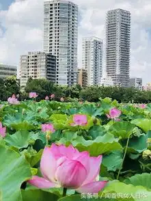 上野公园不忍池的荷花盛开,这么美的荷花免费欣赏