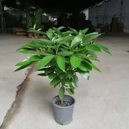 客厅有树,十家九富霸气植物,招财旺家镇宅,寓意吉祥散尾葵橡皮树鹤望兰龙血树网易订阅