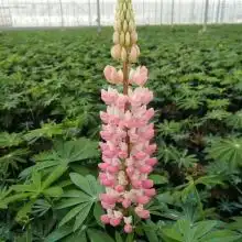 青州市卉源花卉苗木园艺场