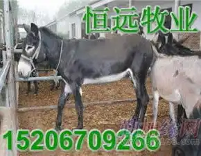 辽宁省肉驴养殖毛驴养殖种驴养殖德州驴养殖